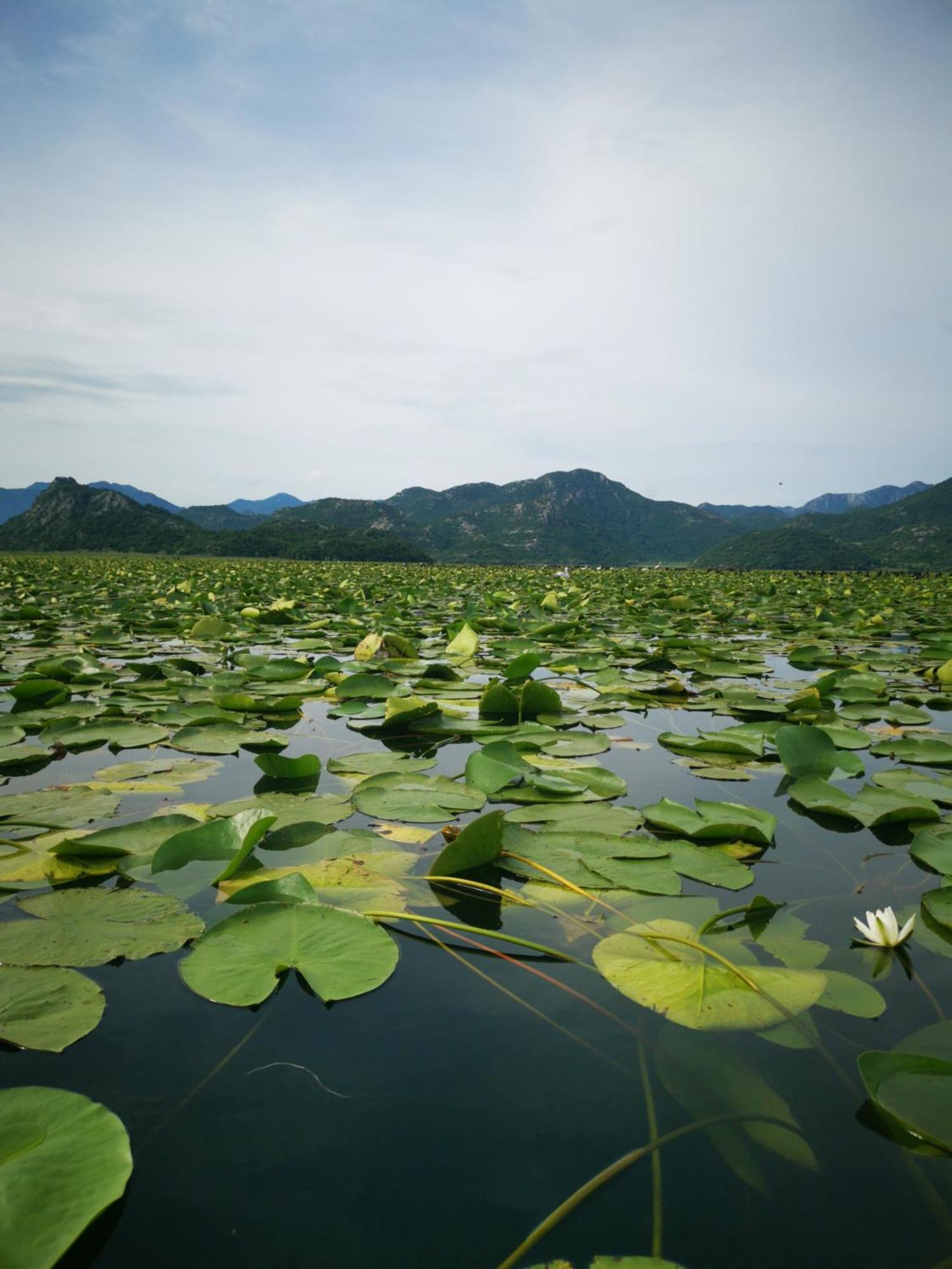 Apartment Dapcevic Skadar Lake Vranjina Zewnętrze zdjęcie