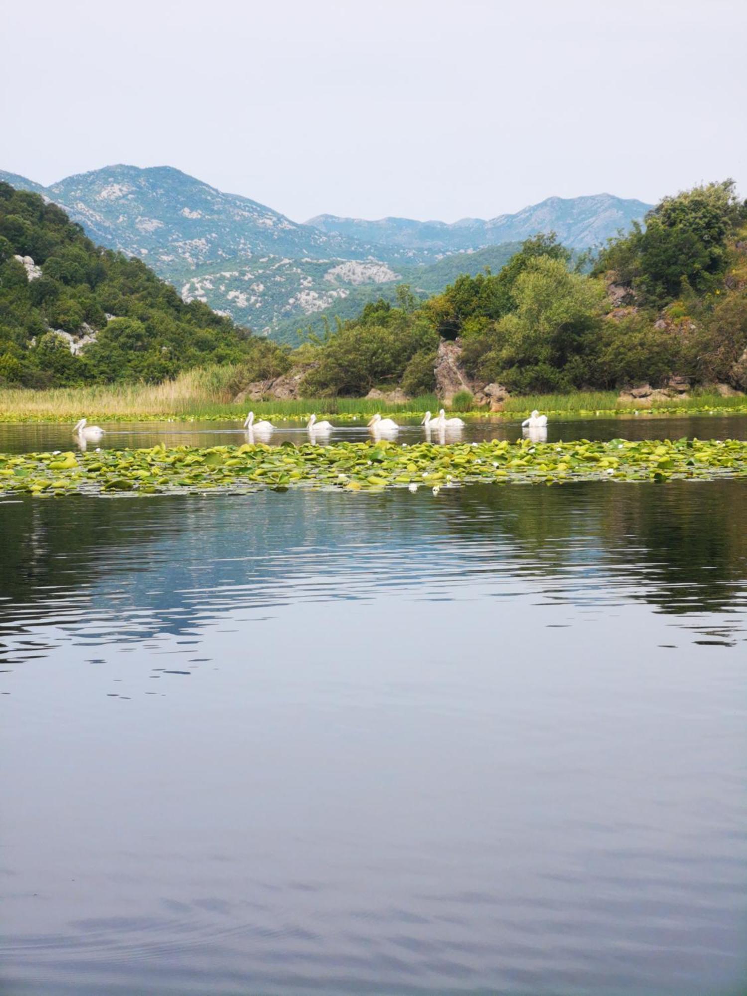 Apartment Dapcevic Skadar Lake Vranjina Zewnętrze zdjęcie